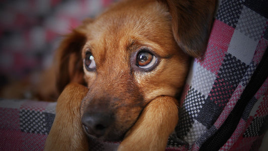 Le stress chez le chien, ce qu'il faut savoir