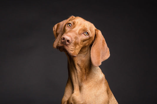 Le vermifuge pour chien, comment ça marche ?